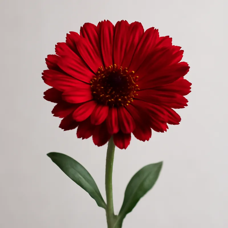Goudsbloem – rood – afbeelding 1