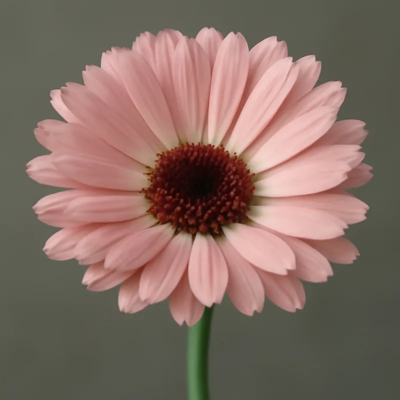 Goudsbloem – roze – afbeelding 1