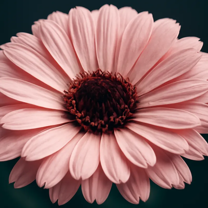 Goudsbloem – roze – afbeelding 2