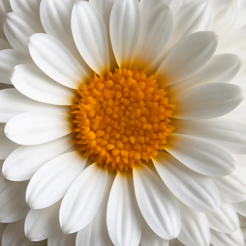 Goudsbloem – wit – afbeelding 2