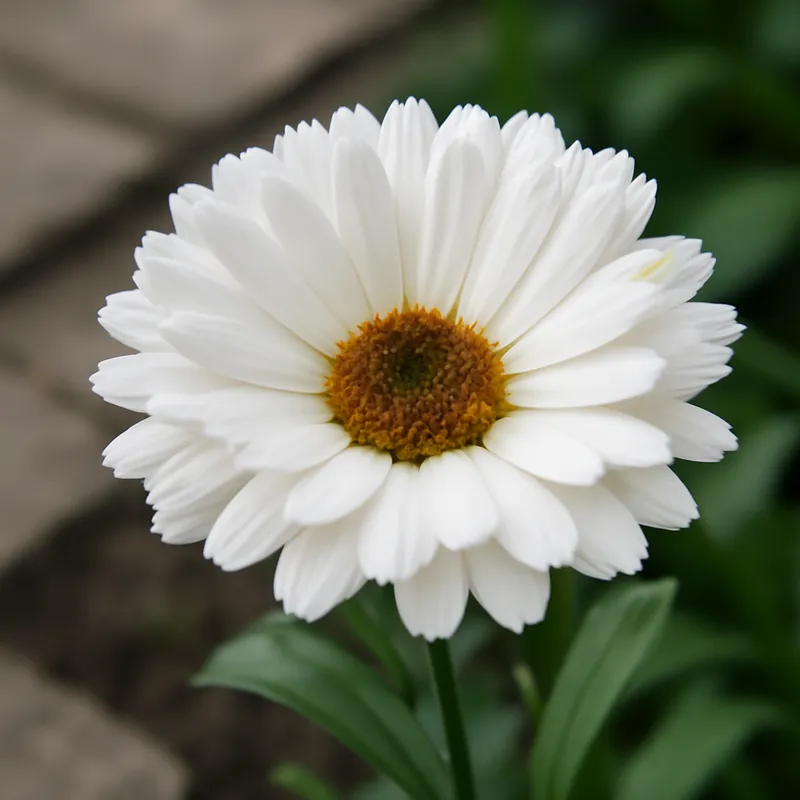 Goudsbloem – wit – afbeelding 4