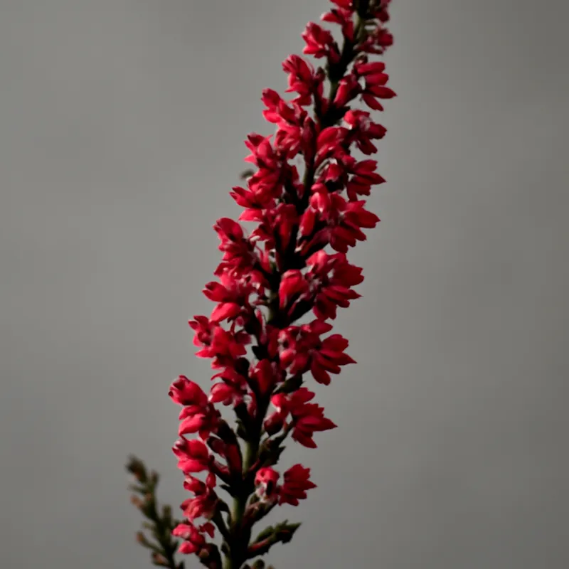 Heide – rood – afbeelding 1