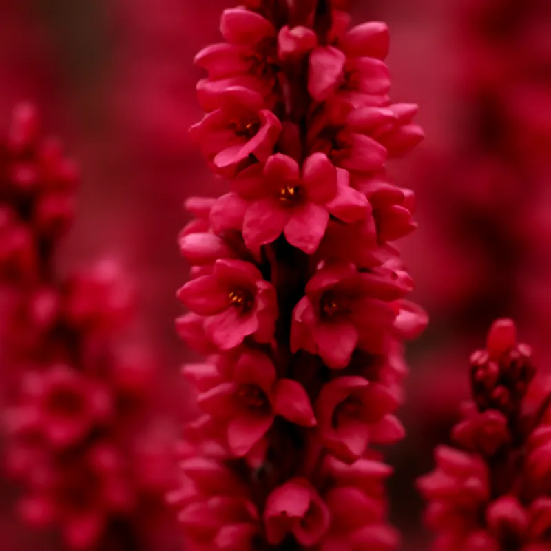 Heide – rood – afbeelding 2