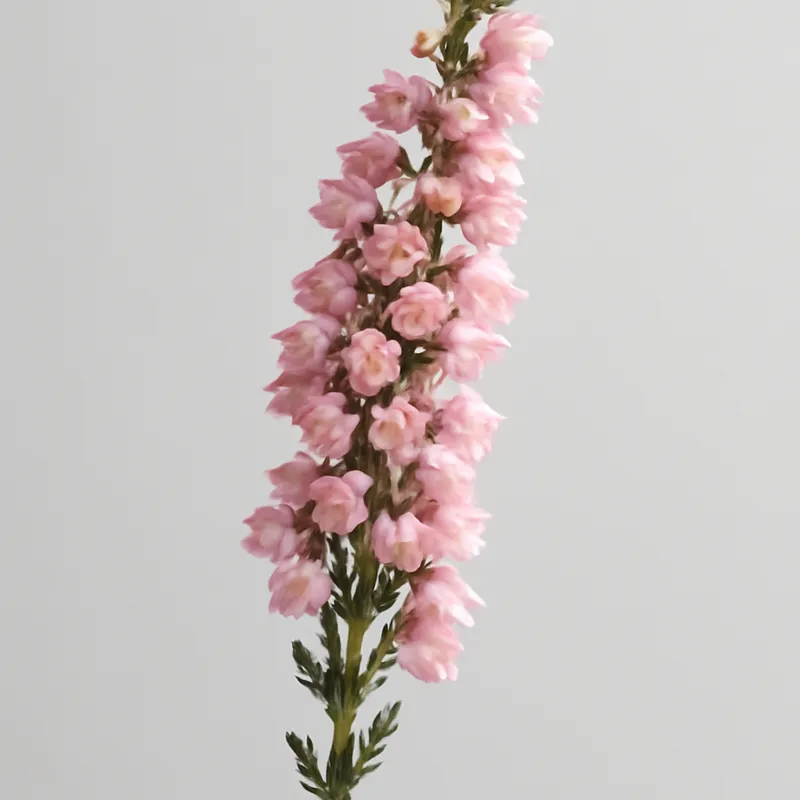 Heide – roze – afbeelding 1