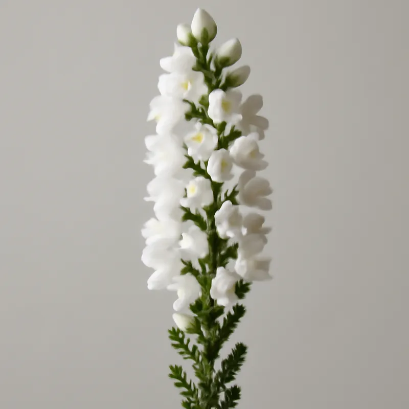 Heide – wit – afbeelding 1