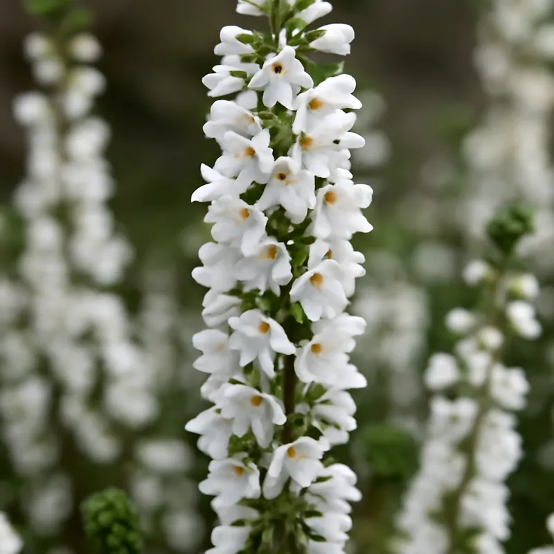 Heide – wit – afbeelding 4