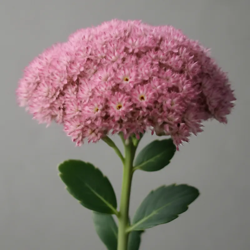 Hemelsleutel – roze – afbeelding 1