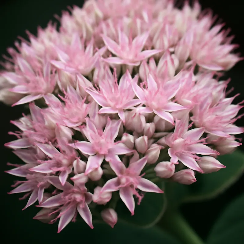 Hemelsleutel – roze – afbeelding 2