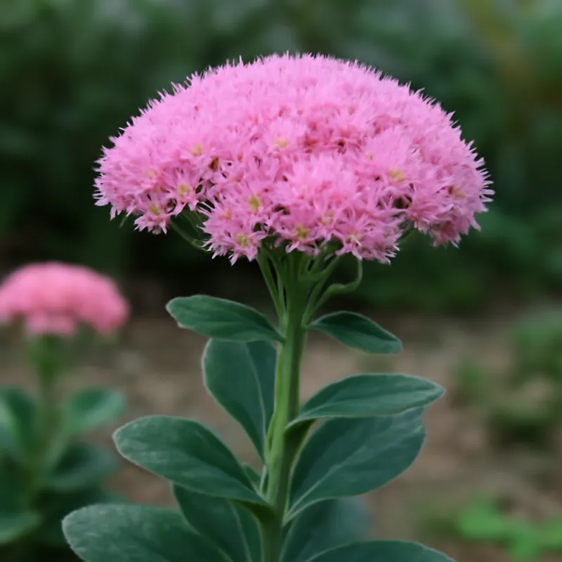 Hemelsleutel – roze – afbeelding 4