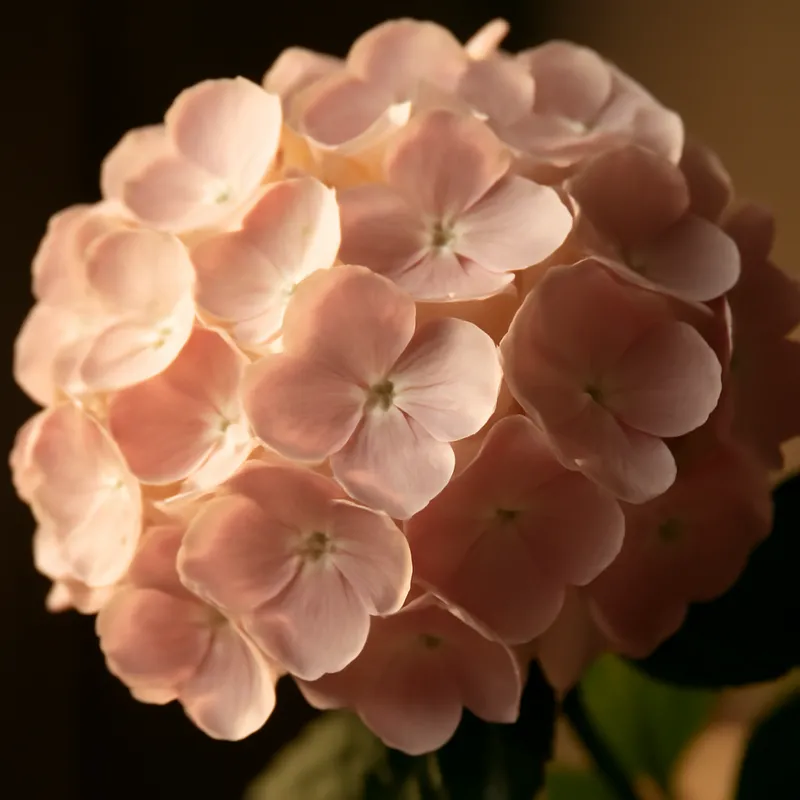Hortensia – klassiek – afbeelding 2