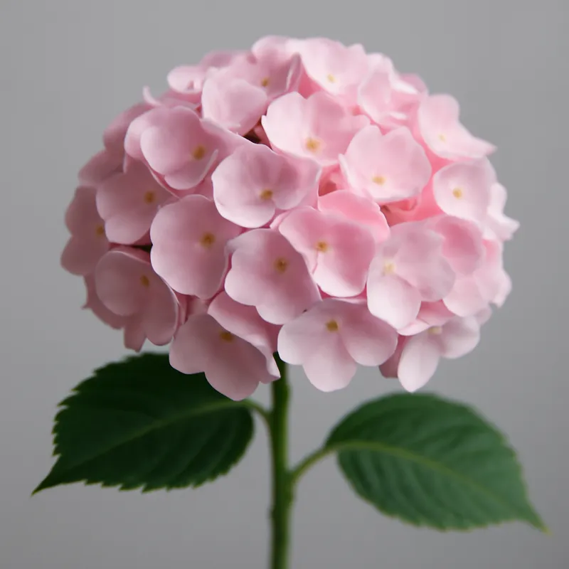 Hortensia – roze – afbeelding 1