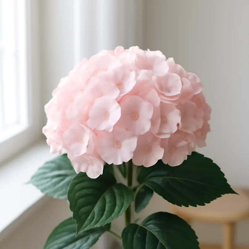 Hortensia – roze – afbeelding 3