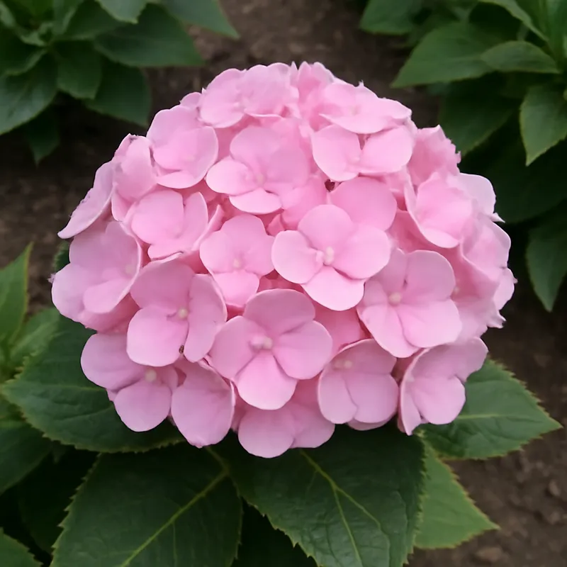 Hortensia – roze – afbeelding 4