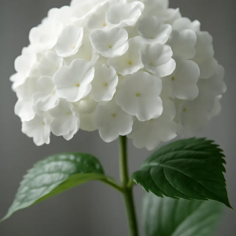 Hortensia – wit – afbeelding 1