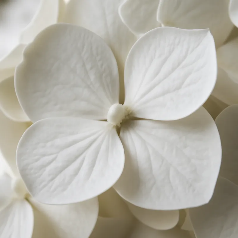 Hortensia – wit – afbeelding 2