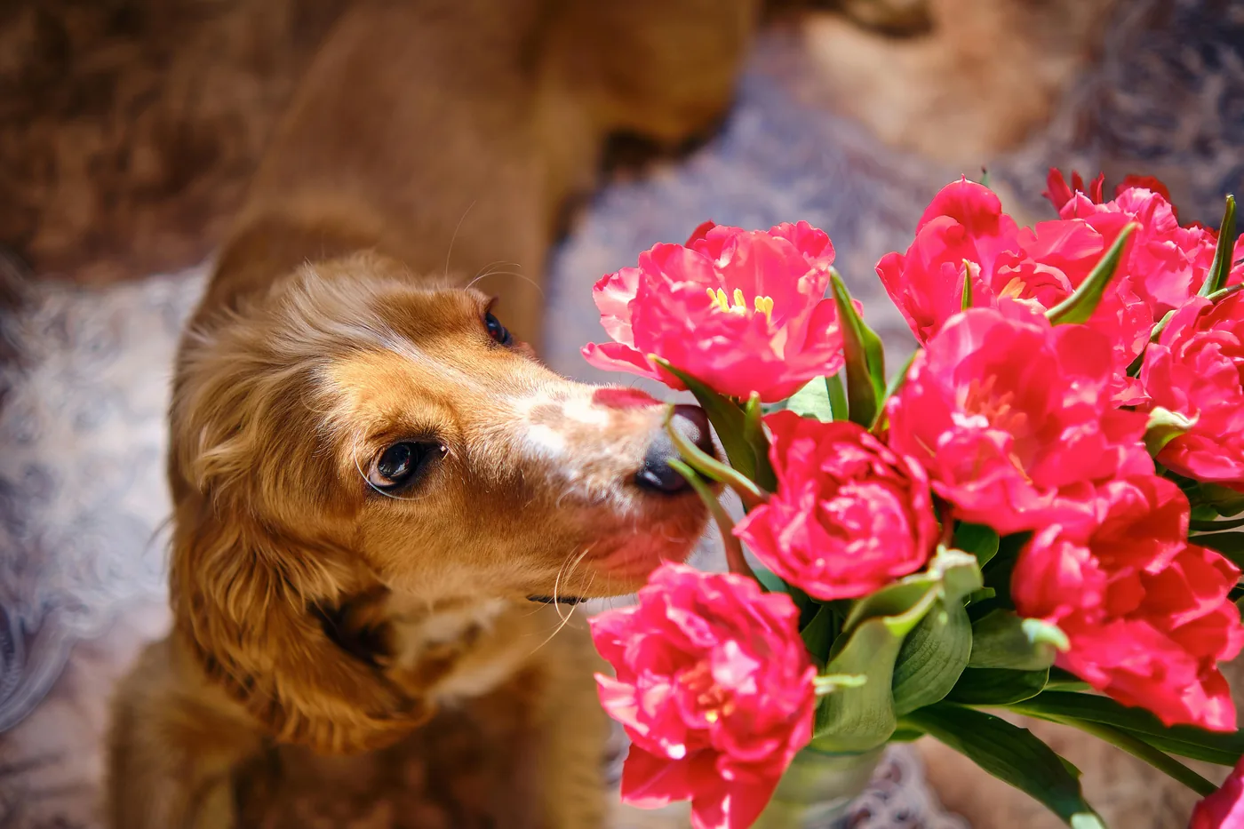 Golden retriever ruikt nieuwsgierig aan een boeket rode tulpen binnenshuis, tulpen kunnen maagklachten veroorzaken bij honden