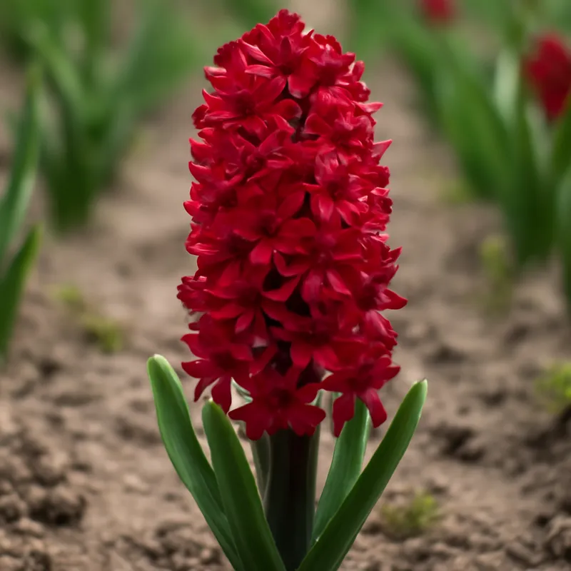 Hyacint – rood – afbeelding 4