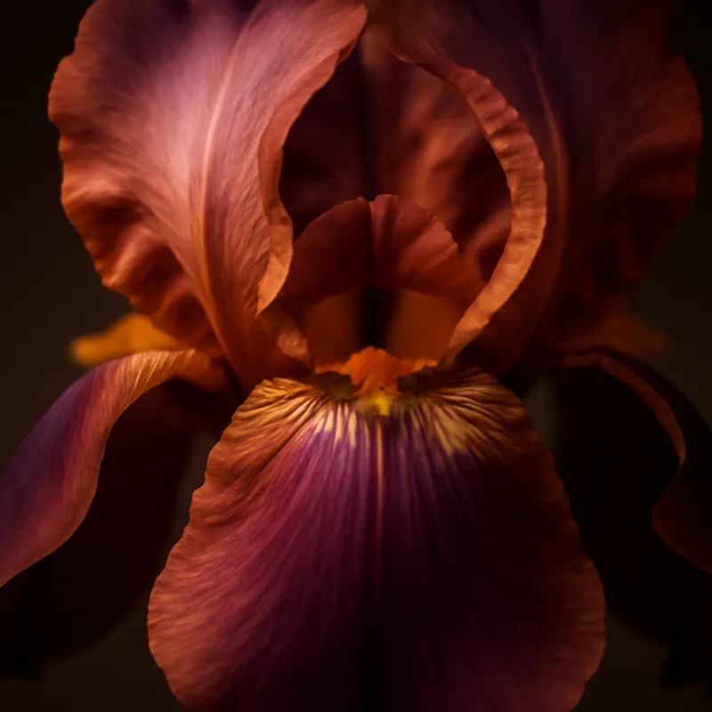 Iris – klassiek – afbeelding 2