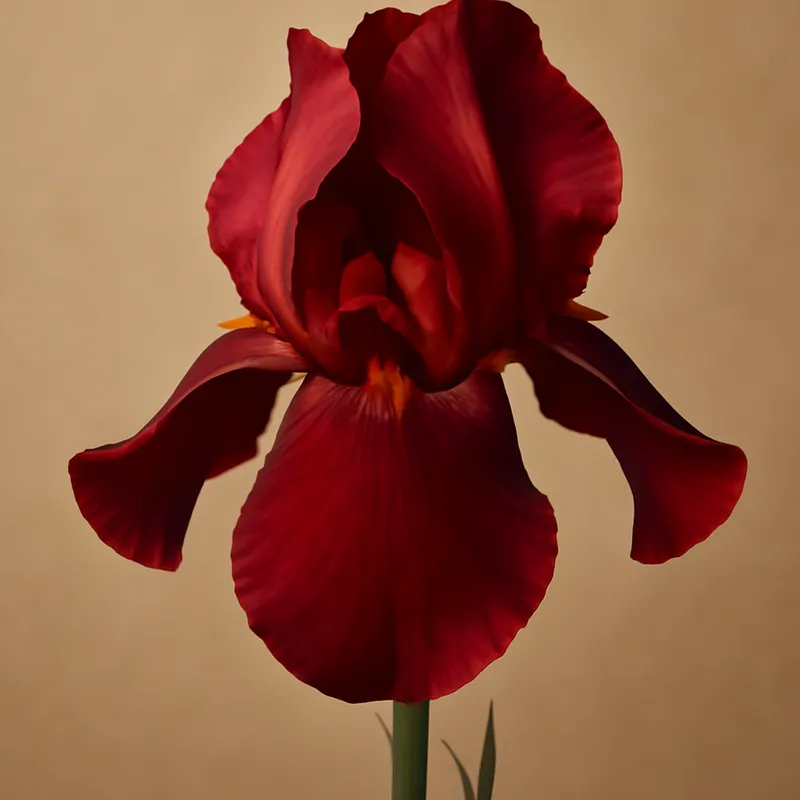 Iris – rood – afbeelding 1