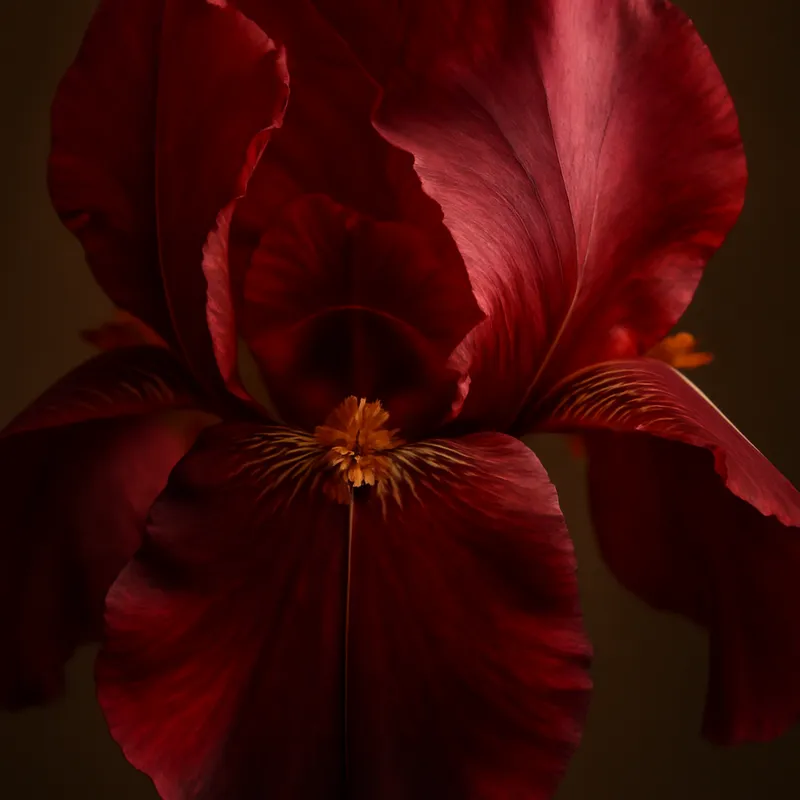 Iris – rood – afbeelding 2