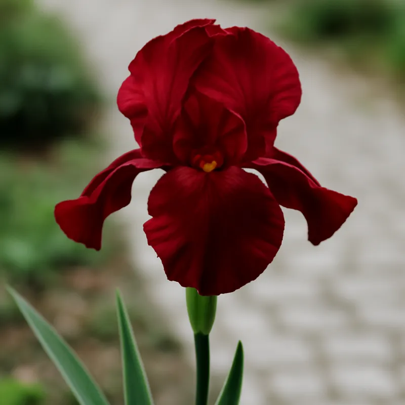Iris – rood – afbeelding 4