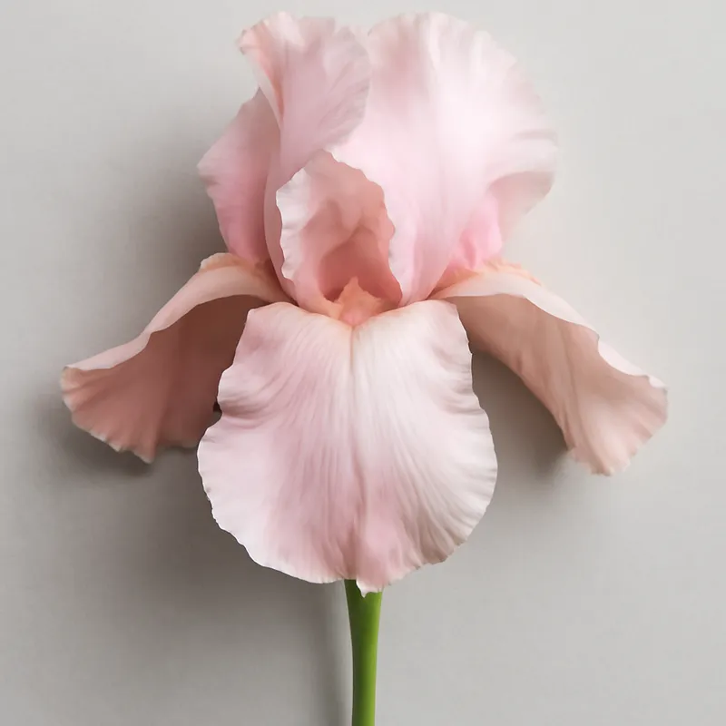 Iris – roze – afbeelding 1