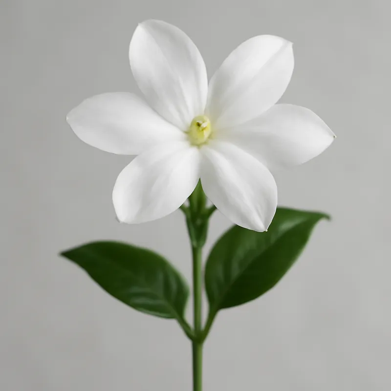 Jasmijn – klassiek – afbeelding 1