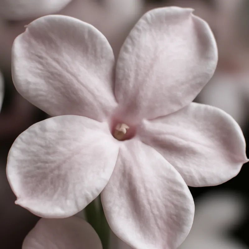 Jasmijn – roze – afbeelding 2