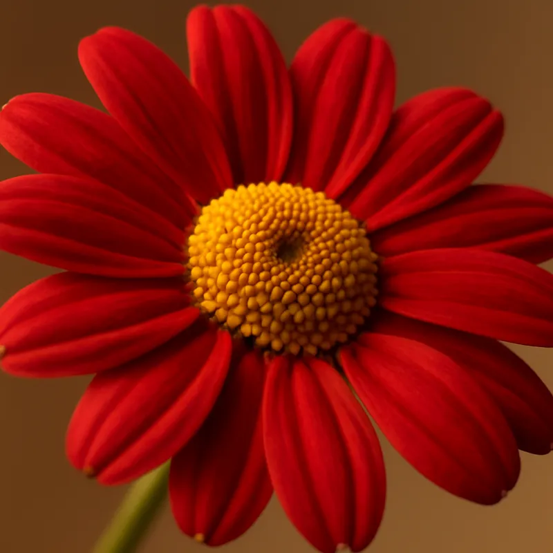 Kamille – rood – afbeelding 2