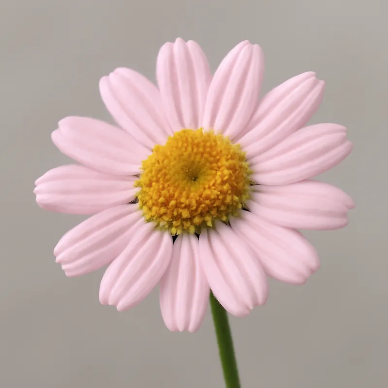 Kamille – roze – afbeelding 1