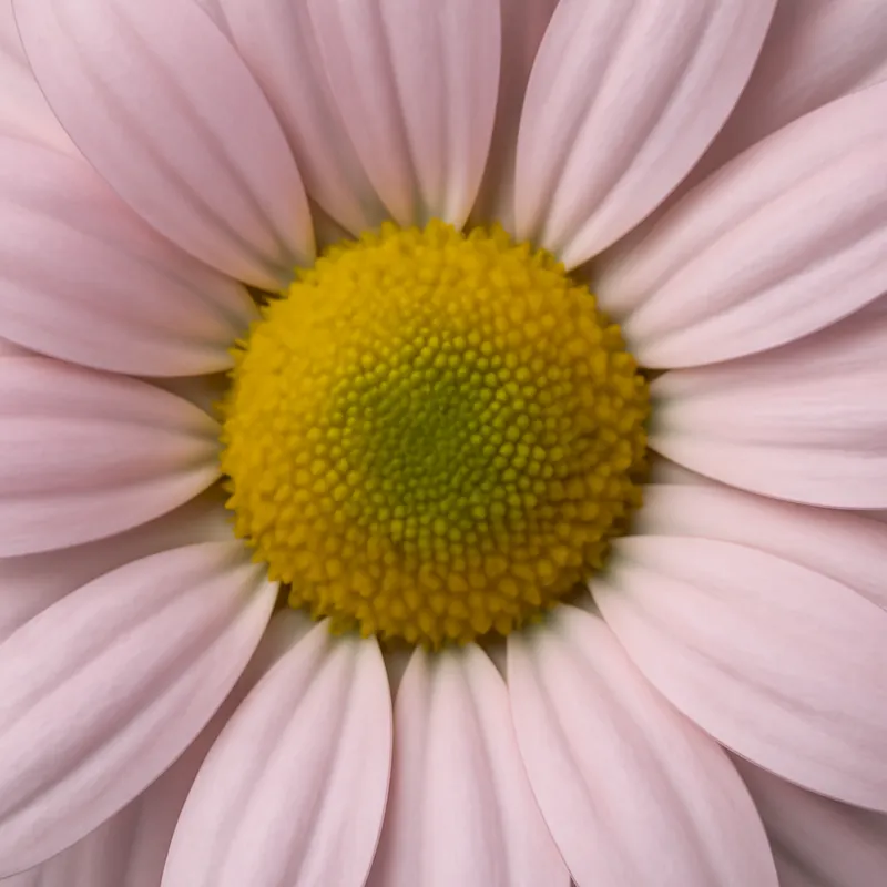 Kamille – roze – afbeelding 2