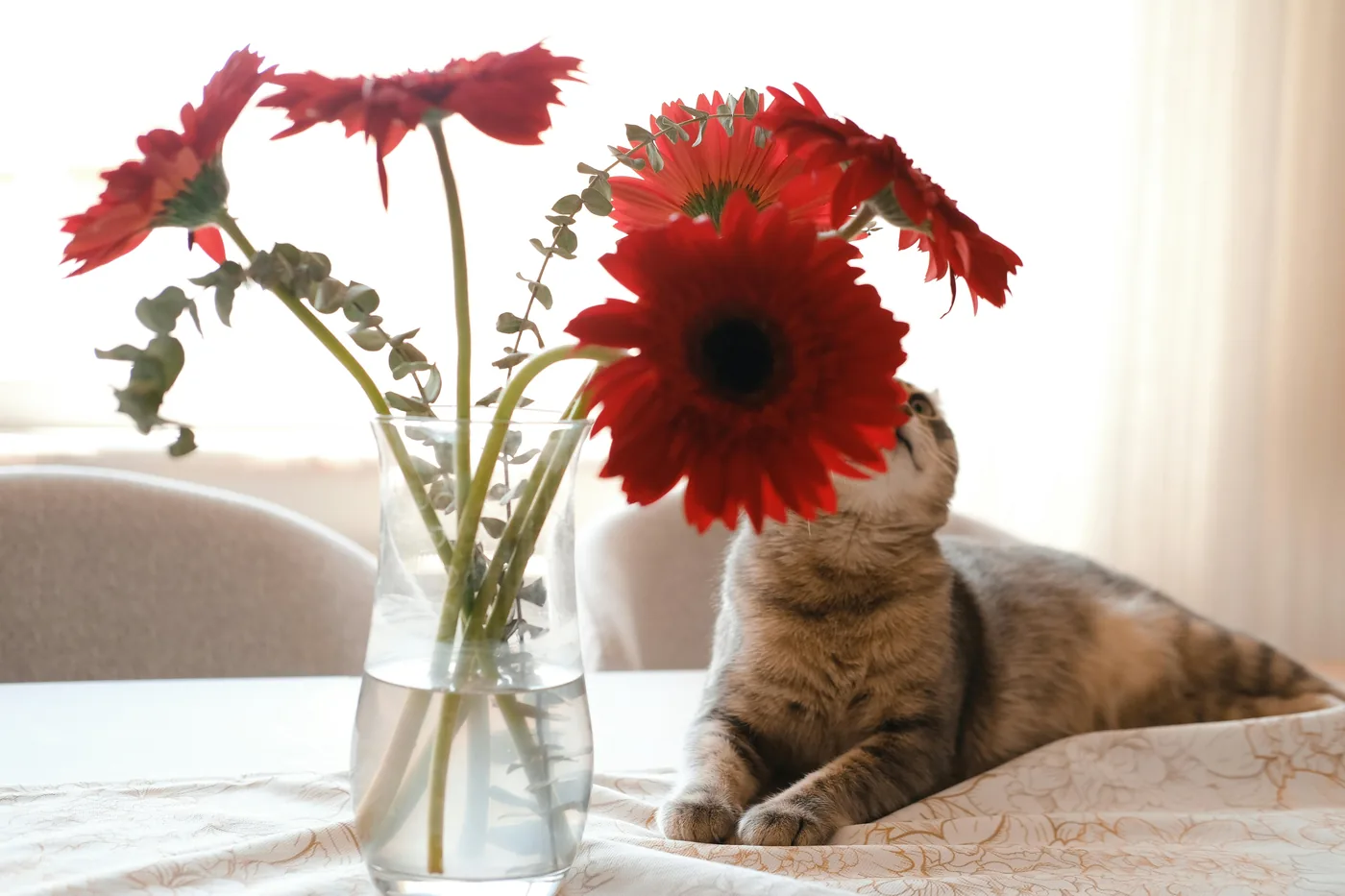 Kat bij vaas met rode gerbera's op tafel, gerbera is vaak een veiligere keuze in huishoudens met huisdieren