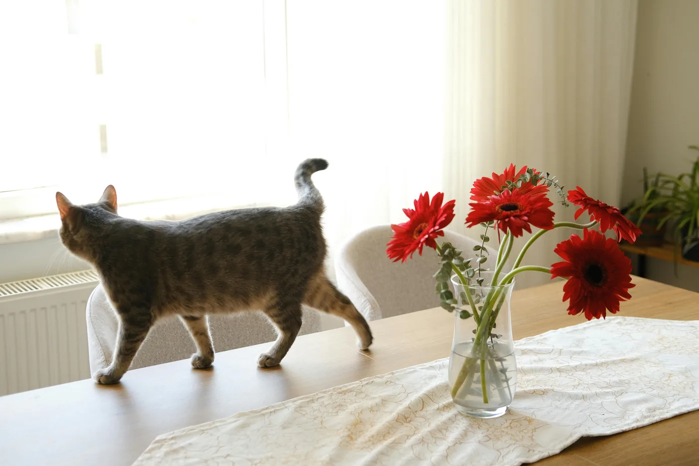 Kat loopt op eettafel naast vaas met rode snijbloemen in lichte Scandinavische woning