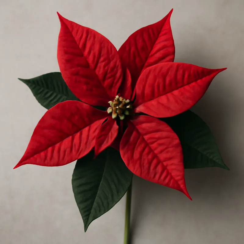 Kerstster – rood – afbeelding 1