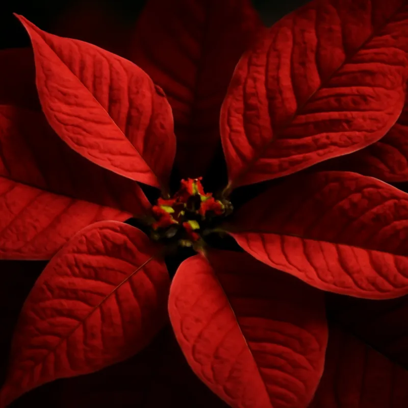 Kerstster – rood – afbeelding 2