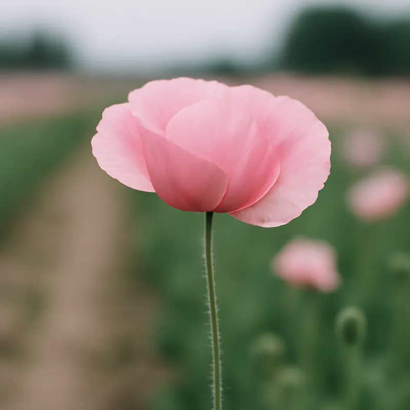 Klaproos – roze – afbeelding 4