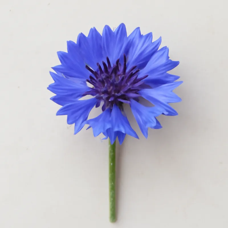 Korenbloem – klassiek – afbeelding 1