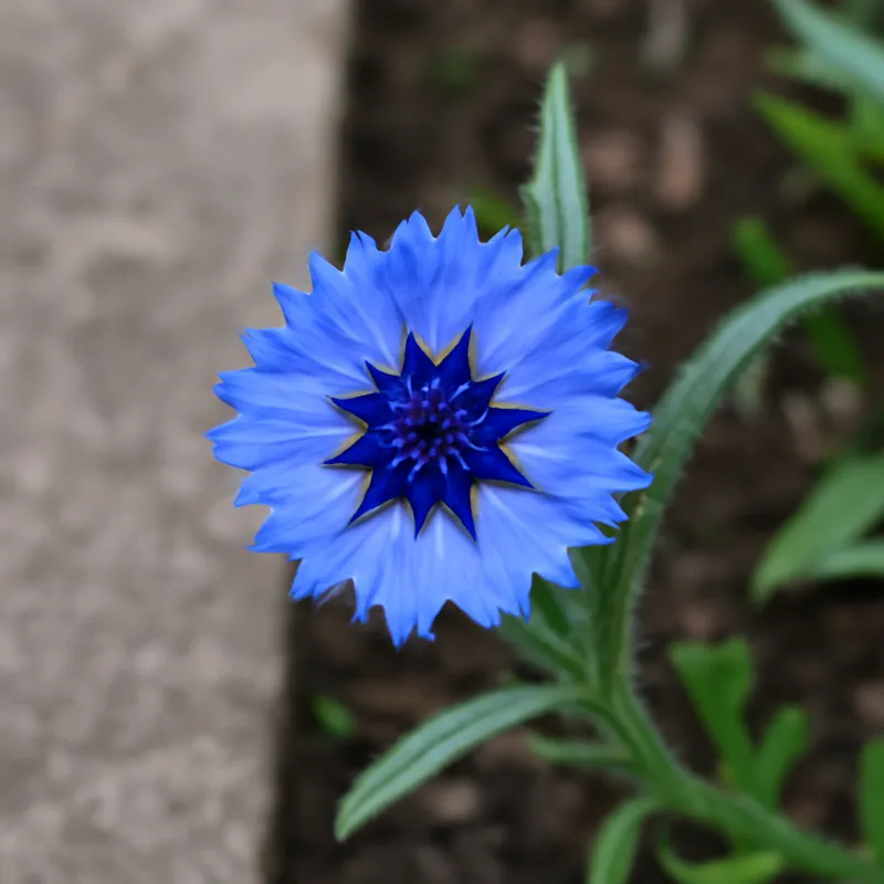 Korenbloem – klassiek – afbeelding 4