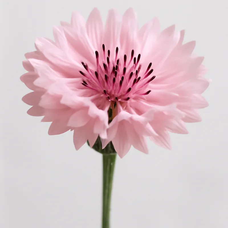 Korenbloem – roze – afbeelding 1