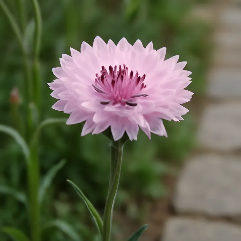 Korenbloem – roze – afbeelding 4