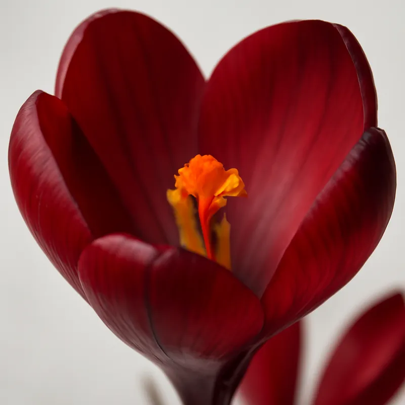 Krokus – rood – afbeelding 2