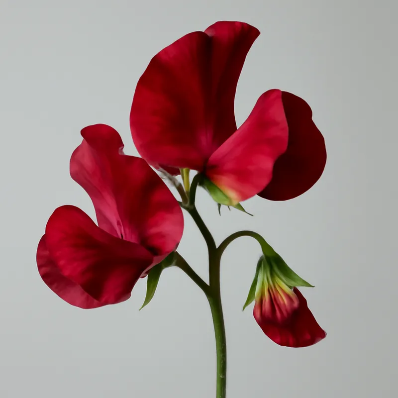 Lathyrus – rood – afbeelding 1