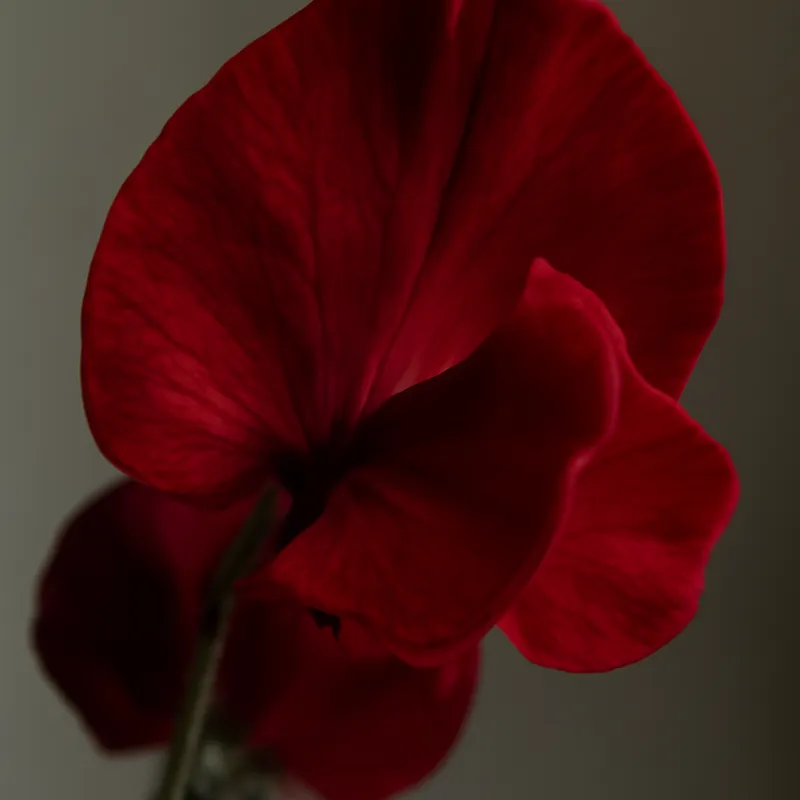 Lathyrus – rood – afbeelding 2