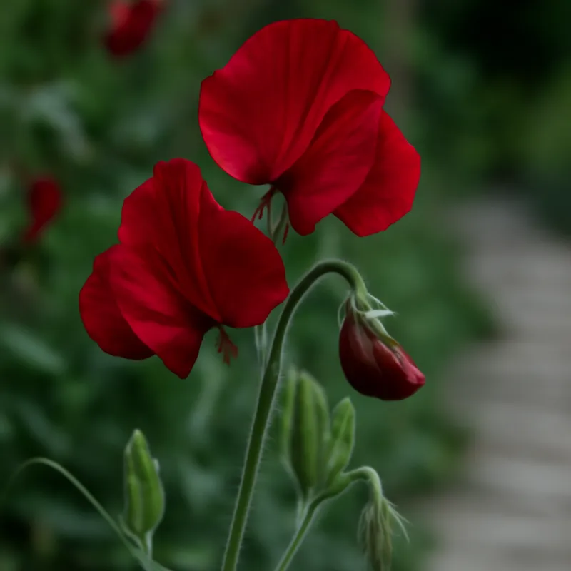 Lathyrus – rood – afbeelding 4