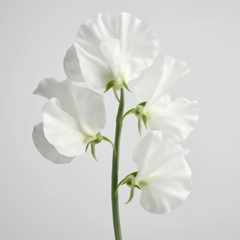 Lathyrus – wit – afbeelding 1