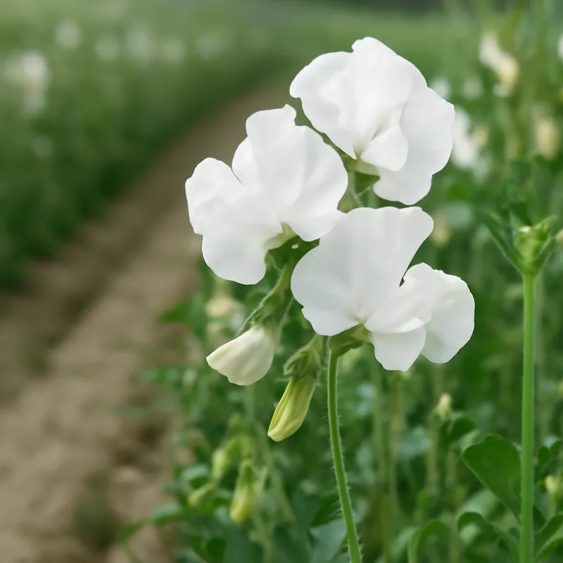 Lathyrus – wit – afbeelding 4