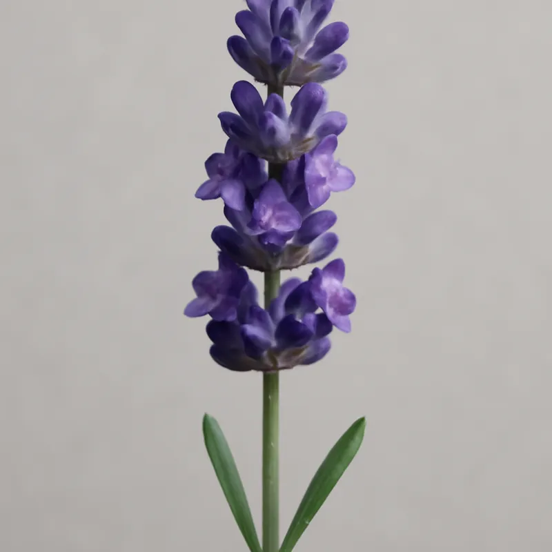 Lavendel – klassiek – afbeelding 1
