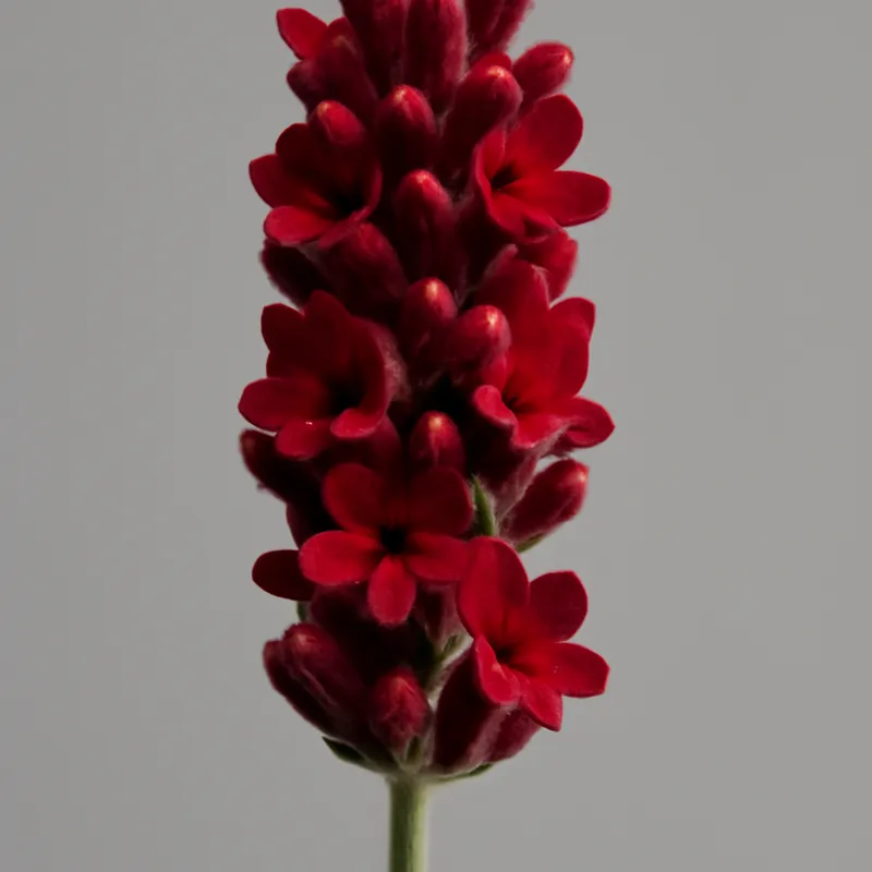 Lavendel – rood – afbeelding 1