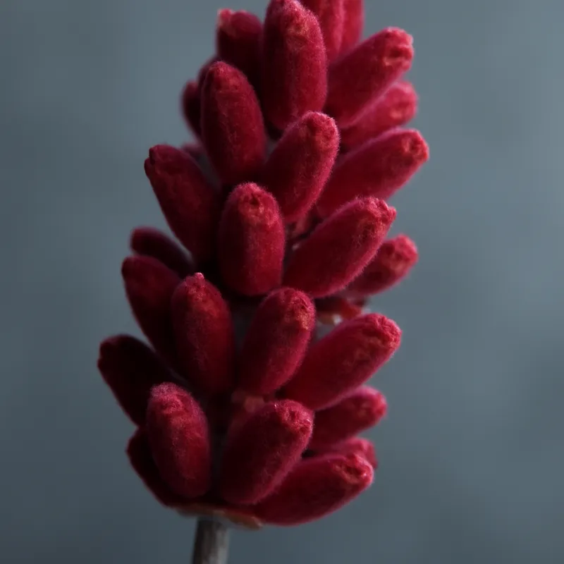 Lavendel – rood – afbeelding 2