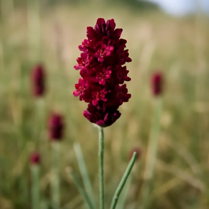 Lavendel – rood – afbeelding 4